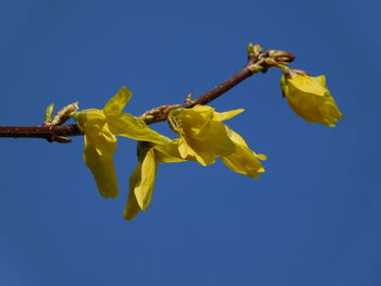 Low angle view of yellow flowering plant against clear blue sky