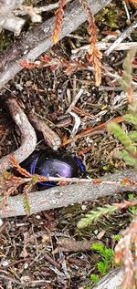 High angle view of insect on rock