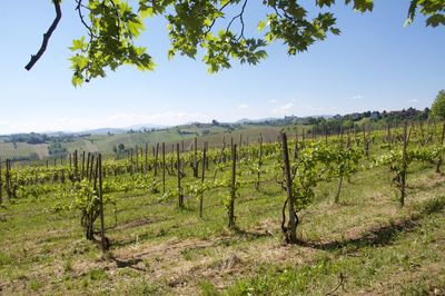 Scenic view of vineyard against sky