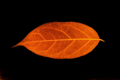 Close-up of orange leaf against black background