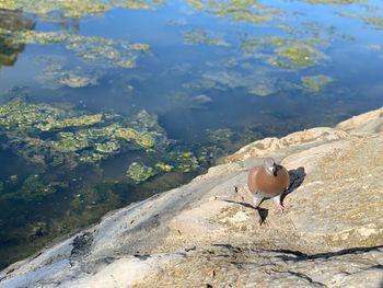 High angle view of bird perching on rock by lake