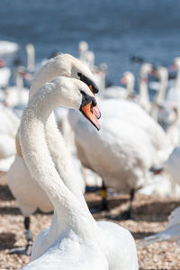 Close-up of swan