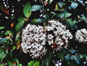 Close-up of white hydrangea blooming outdoors