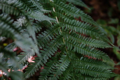 Close-up of green leaves on tree nature background 