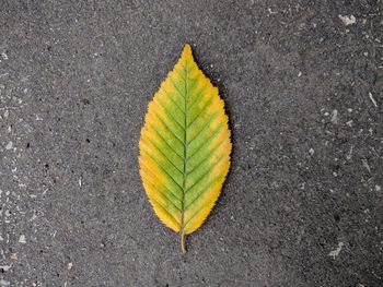 High angle view of autumn leaf