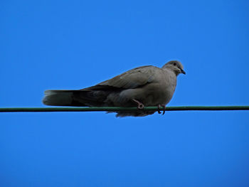 Low angle view of bird perching against clear blue sky