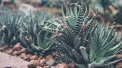 Close-up of succulent plant on field