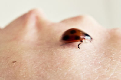 Close-up of ladybug on hand