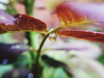 Close-up of water drops on plant