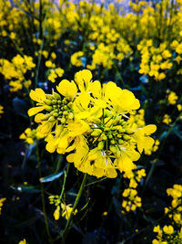 Close-up of yellow flowering plant on field