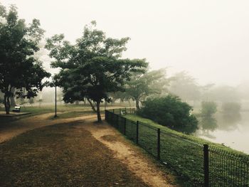 Footpath amidst trees