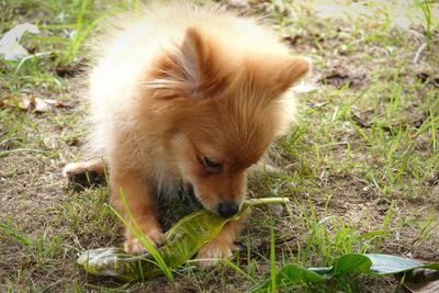 View of a dog on field