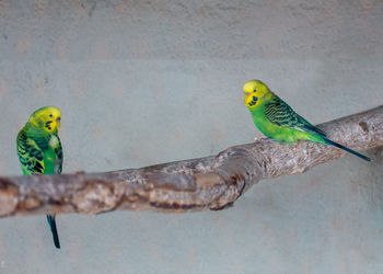 Close-up of parrot