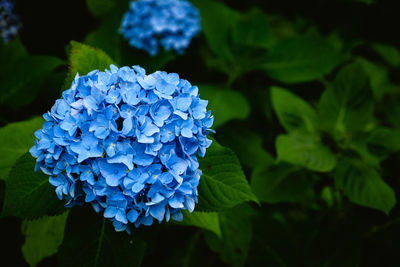 Close-up of blue hydrangea