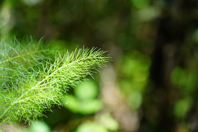 Sweet fennel, foeniculum vulgare, wild fennel, florence fennel, finocchio, fresh fennel in tenerife 