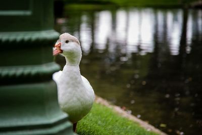 Close-up of white bird