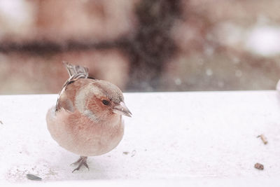 Close-up of bird perching on a wall