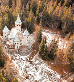 Trees in forest and castle 