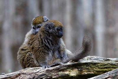 Monkeys sitting on branch