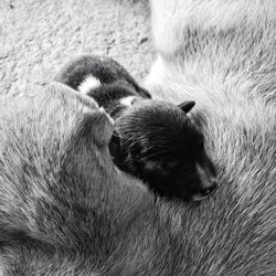 Close-up of two dogs