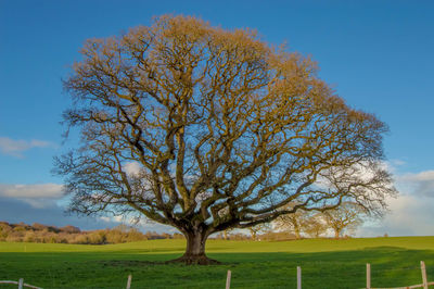 Trees on field against sky