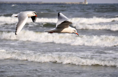 Seagulls flying over sea