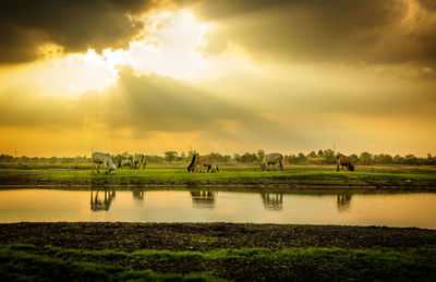 Scenic view of farm against sky during sunset