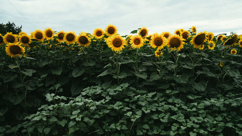 Close-up of sunflower