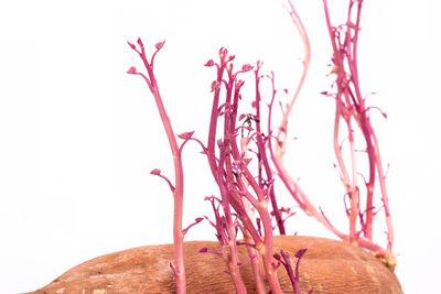 Close-up of plant against white background