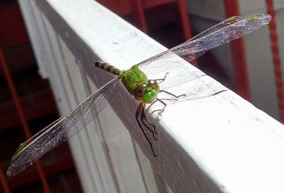 Close-up of insect perching on leaf