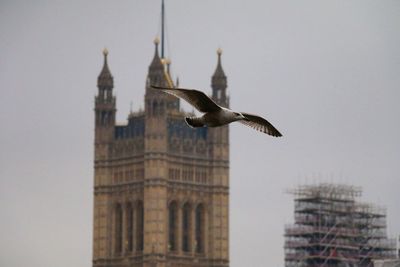 Low angle view of seagull flying against building