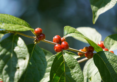 Close-up of berries growing on tree