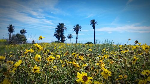 Scenic view of sunflower field against sky