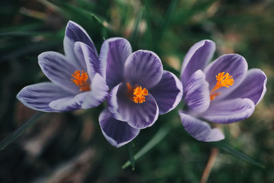 Close-up of flowers blooming outdoors