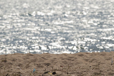 Scenic view of beach