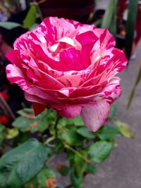 Close-up of pink rose