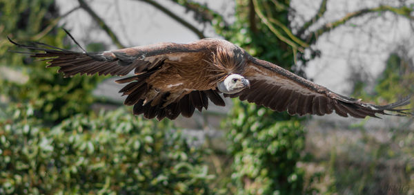 Close-up of eagle flying against blurred background