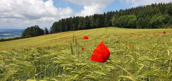 Red poppy flower on field against sky