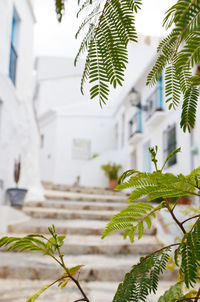 Close-up of plant growing on tree against building