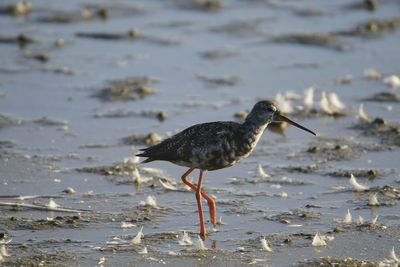 Bird perching on a beach