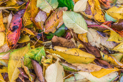 Full frame shot of fallen autumn leaves