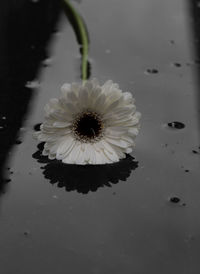 Close-up of flowers