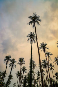 Low angle view of palm trees against sky during sunset