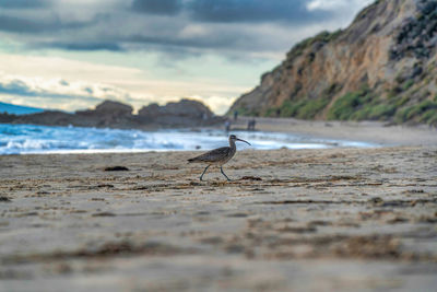 View of bird on beach