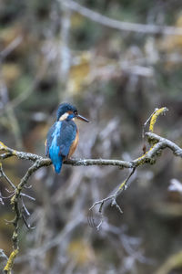 Close-up of bird perching on branch