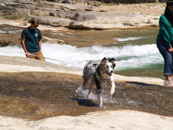 Full length of dog standing on sea shore