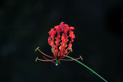 Close-up of red rose flower