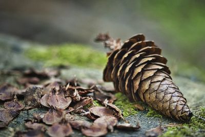 Close-up of pine cone on field