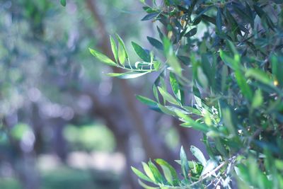 Close-up of plant against blurred background