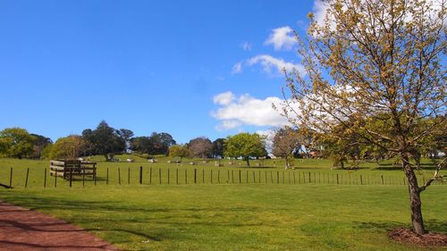 Trees on grass against sky